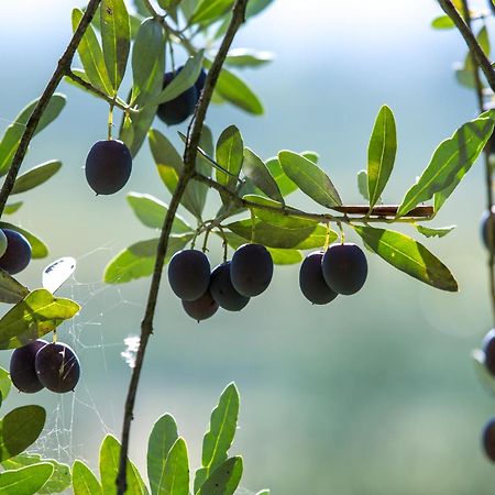 Azienda Agricola Moschioni Cividale del Friuli Esterno foto