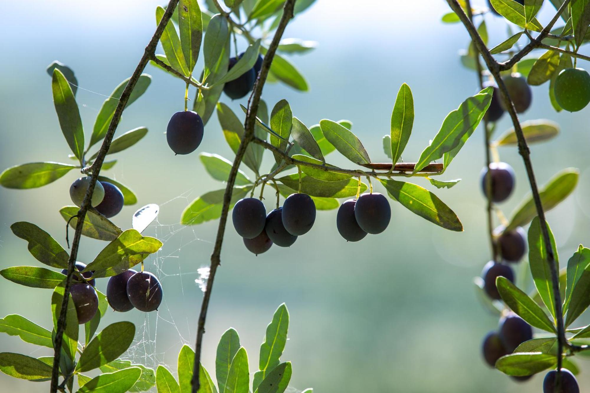 Azienda Agricola Moschioni Cividale del Friuli Esterno foto