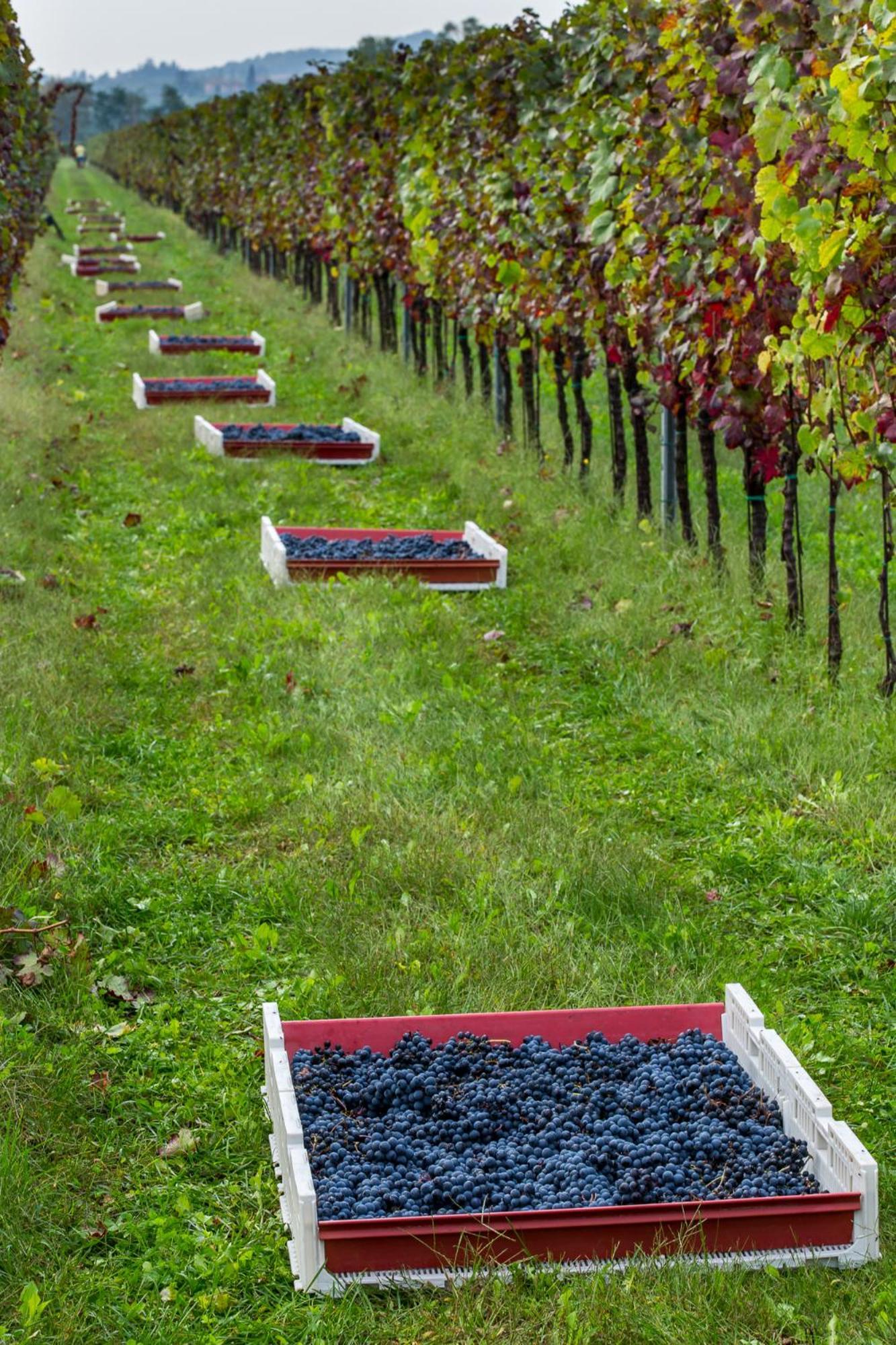 Azienda Agricola Moschioni Cividale del Friuli Esterno foto