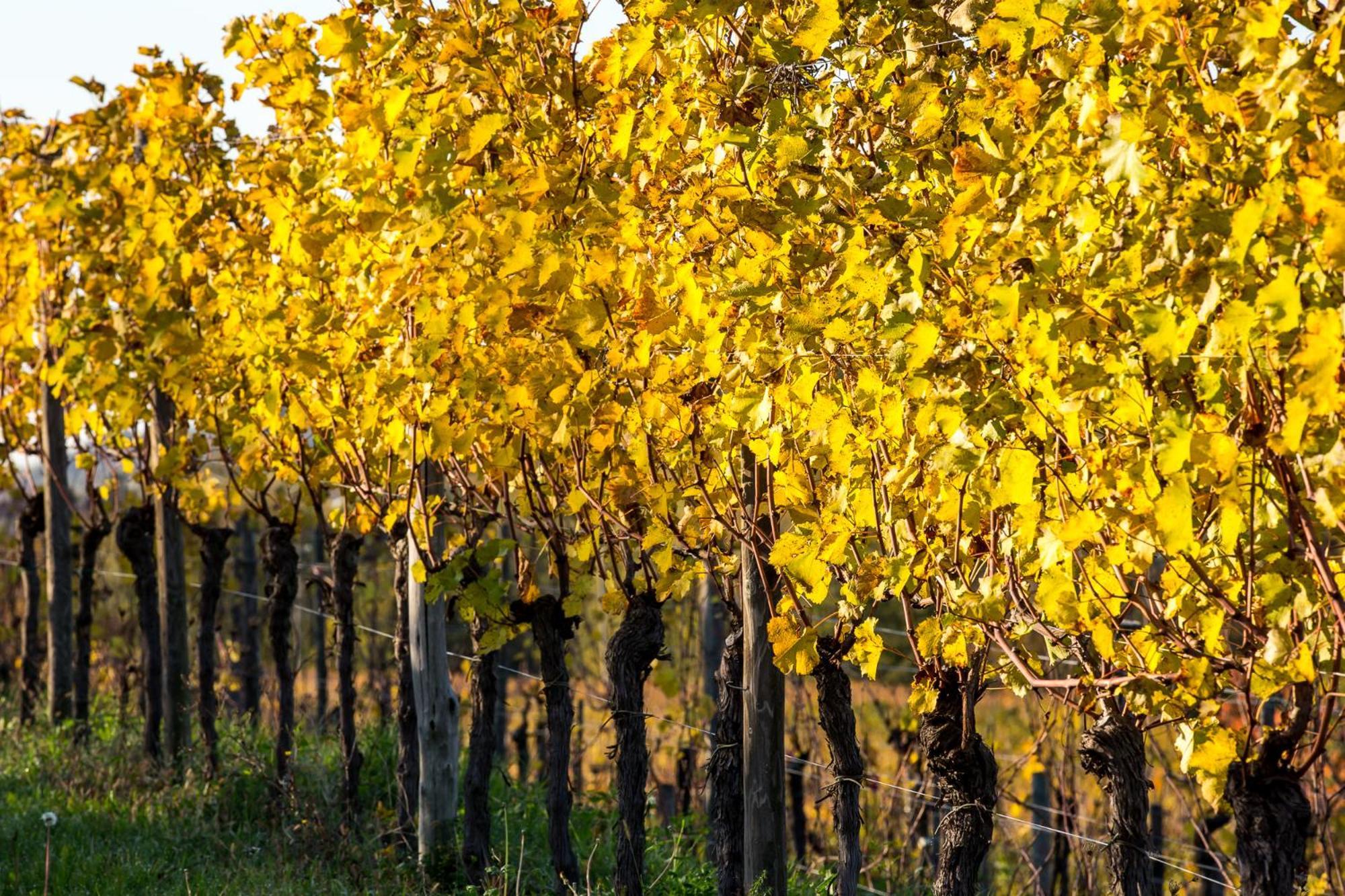 Azienda Agricola Moschioni Cividale del Friuli Esterno foto