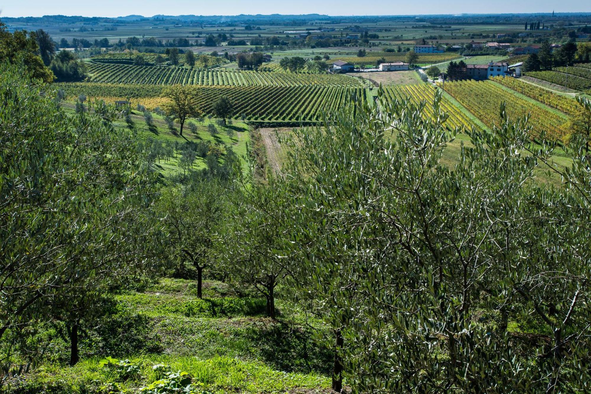 Azienda Agricola Moschioni Cividale del Friuli Esterno foto